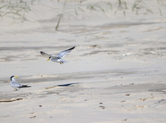 The beauty of Yellow-billed tern found in Barra de Tramandaí in Rio Grande do Sul, Brazil.	