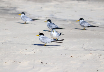 The beauty of Yellow-billed tern found in Barra de Tramandaí in Rio Grande do Sul, Brazil.	