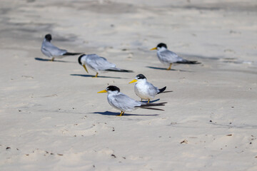 The beauty of Yellow-billed tern found in Barra de Tramandaí in Rio Grande do Sul, Brazil.	