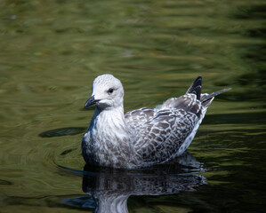 seagull herring gull on the water