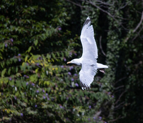 seagull in flight