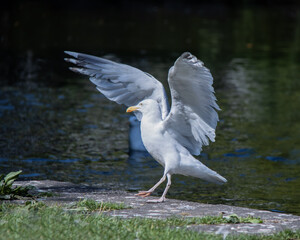 herring gull with wings open