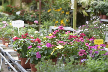 Fototapeta na wymiar fresh flower photos taken at the Cameron Highland flower garden