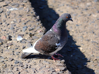 Photograph of a Pigeon on the banks of the river in Tramandaí, Rio Grande do Sul, Brazil.