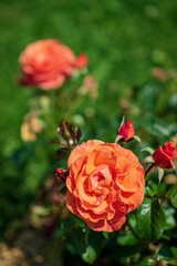 roses in the summer garden