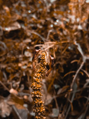 meeting four coreidae with orange background in autumn