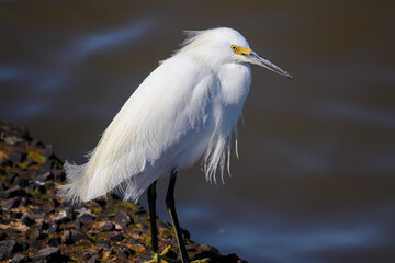 Beautiful Snowy egret on the banks of the river in Tramandaí in Rio Grande do Sul, Brazil.
