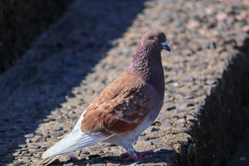 Photograph of a Pigeon on the banks of the river in Tramandaí, Rio Grande do Sul, Brazil.	