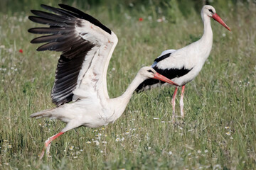 Fototapeta na wymiar European White stork Ciconia Ciconia is the symbol of bird migration