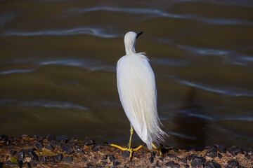 Beautiful Snowy egret on the banks of the river in Tramandaí in Rio Grande do Sul, Brazil.
