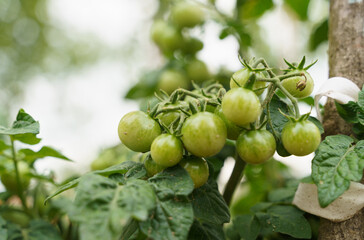 Beautiful green cherry tomatoes grown in the garden.