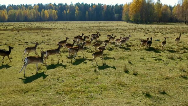 Herd of deer in a field. Aerial view of Wild spotted deer in their natural habitat.