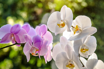White and Purple Orchids branch on green natural background

