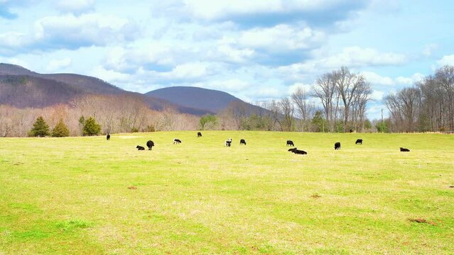 Many cows on agricultural farm field, domestic animals cattle livestock grass-fed and raised for beef meat in countryside Virginia by Blue Ridge Appalachian mountains