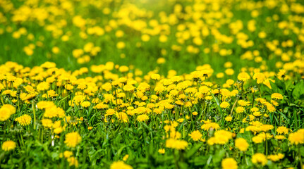 Yellow dandelions blooming on grass background
