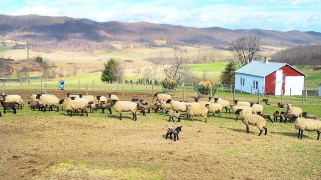 Rural countryside fence farm with herd of sheep grazing on green grass by rolling hills at spring mountains pastoral landscape in Blue Grass, Highland county, Virginia with shed barns houses buildings