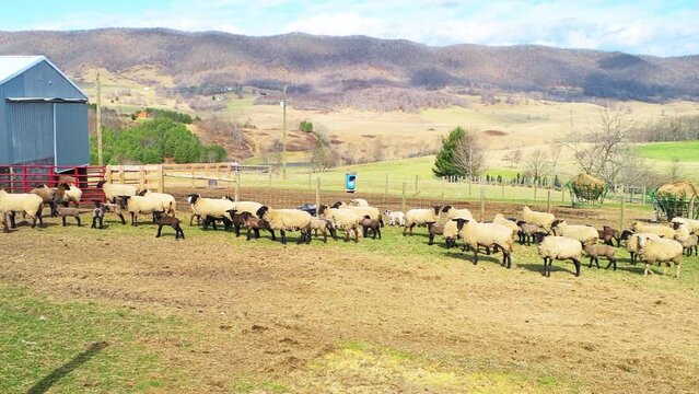 Panning rural countryside fence farm with herd of finn sheep grazing on grass by rolling hills at spring mountains pastoral landscape in Blue Grass, Highland county, Virginia with shed barns buildings