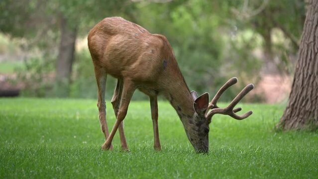 Mule deer buck in velvet grazing on grass in park in Capitol Reef.