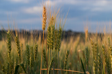 Trigo na plantação