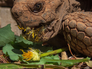 Desert tortoise eating dandelion close up