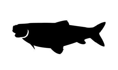 silhouette of a fish isolated vector graphic