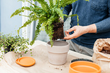 Close-up of male hands transplanting homemade fern into a ceramic pot. The concept of home...