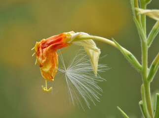 Obraz premium shrivel and fluff