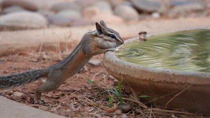 Chipmunk drinking from bird bath in a back yard, a bee in background also takes advantage of the water offered