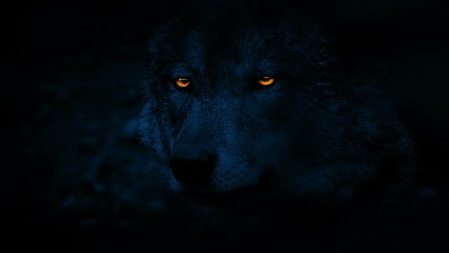 Wolf Glowing Eyes In The Darkness