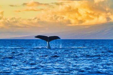 Beautiful sunset in the waters near lahaina with a humpback whale tail in the distance.