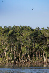 bird flying on mangrove - Rua da Praia - Paranaguá - PR