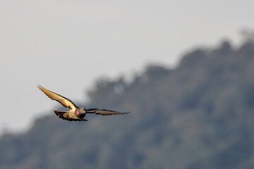 pigeon flying