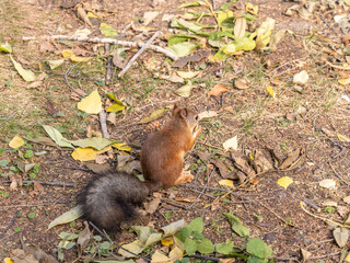 Autumn squirrel with nut sits on green grass with fallen yellow leaves