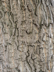 Bark texture and background of a old tree trunk. Detailed bark texture.