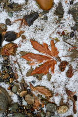 Maple Leaf, Rocks and Snow