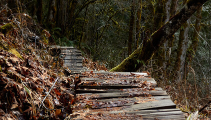 Wooden Boardwalk in the Woods