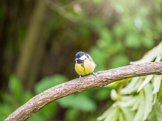 Cute bird Great tit, songbird sitting on the branch with blured background