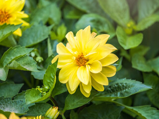 A wonderful Yellow dahlia flower is blooming in the garden.