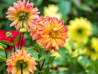 A wonderful red dahlia flower is blooming in the garden.
