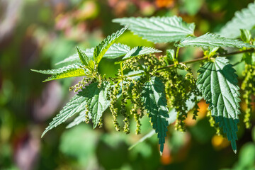 The nettle, Urtica dioica, with green leaves grows in natural thickets. Medicinal wild plant nettle.