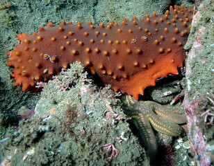 Costa Rica Pacific sea life.