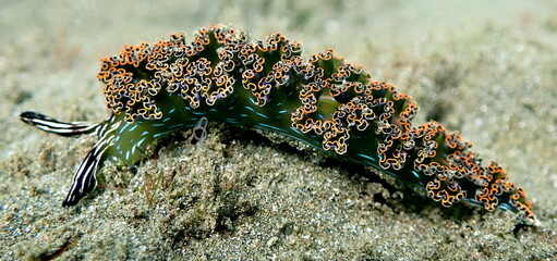 Costa Rica Pacific sea life.