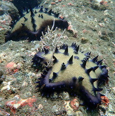 Costa Rica Pacific sea life.