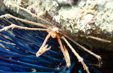Costa Rica Pacific sea life.