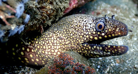 Costa Rica Pacific sea life.