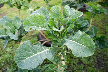 New leaves growing in a kale plant that has been already cut. Eco harvest in the garden with recycled tires as pots.