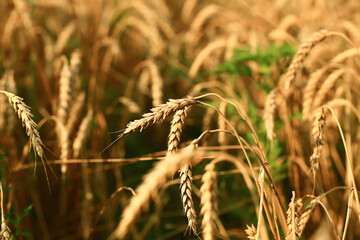 Wheat field. The concept of the global food crisis