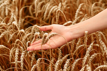 Wheat field. The concept of the global food crisis. A woman's hand runs through the ears of wheat