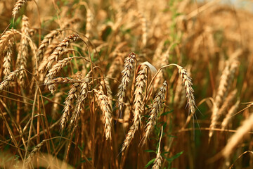 Fototapeta premium Wheat field. The concept of the global food crisis