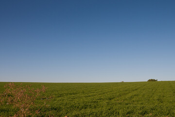 秋の緑のムギ畑と青空

